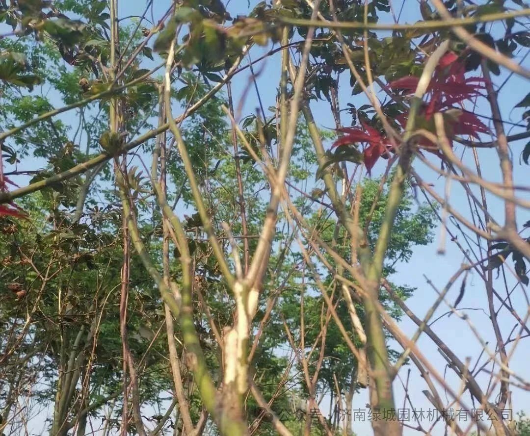 DƬ