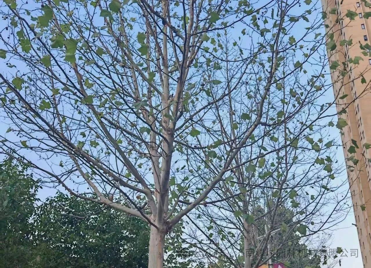 DƬ